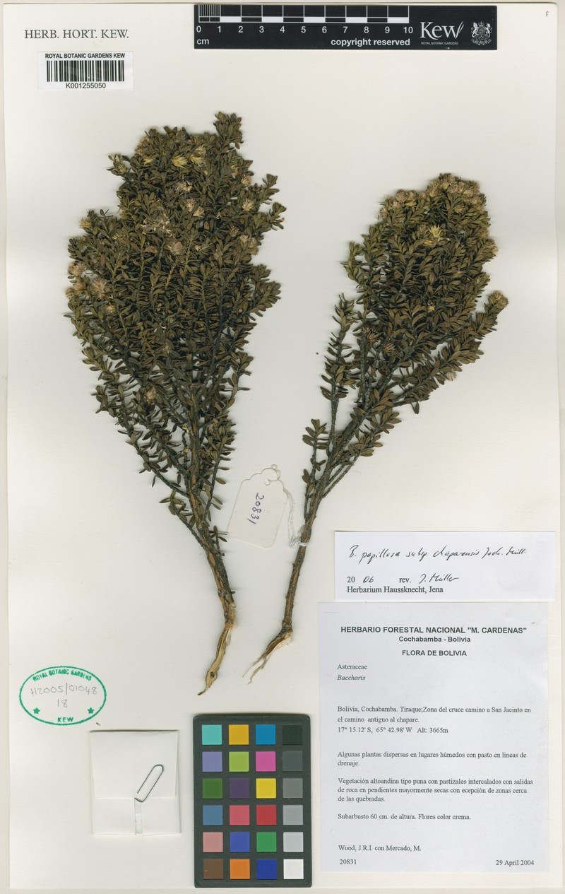 Baccharis chaparensis photo 3