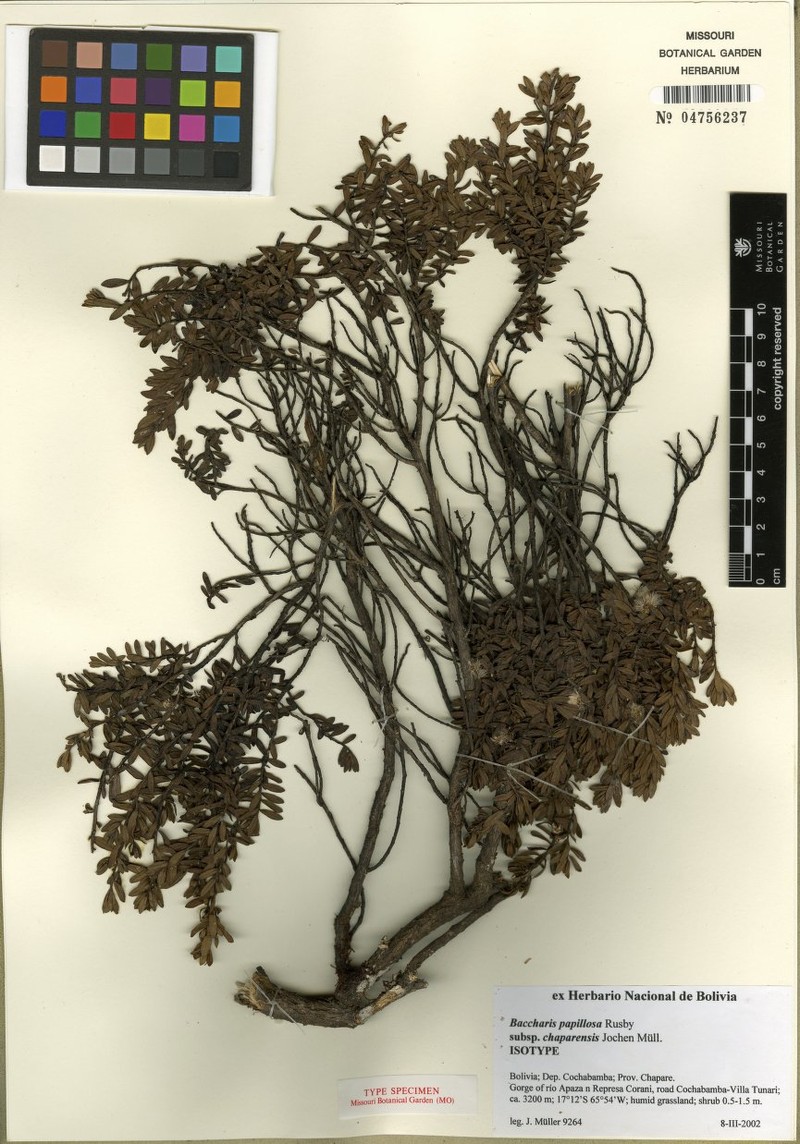 Baccharis chaparensis photo 4