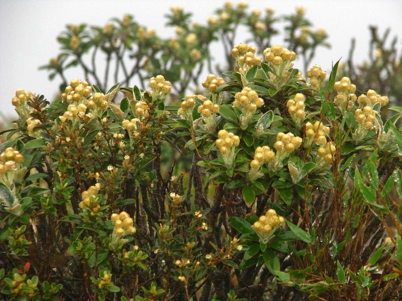 Baccharis chionolaenoides