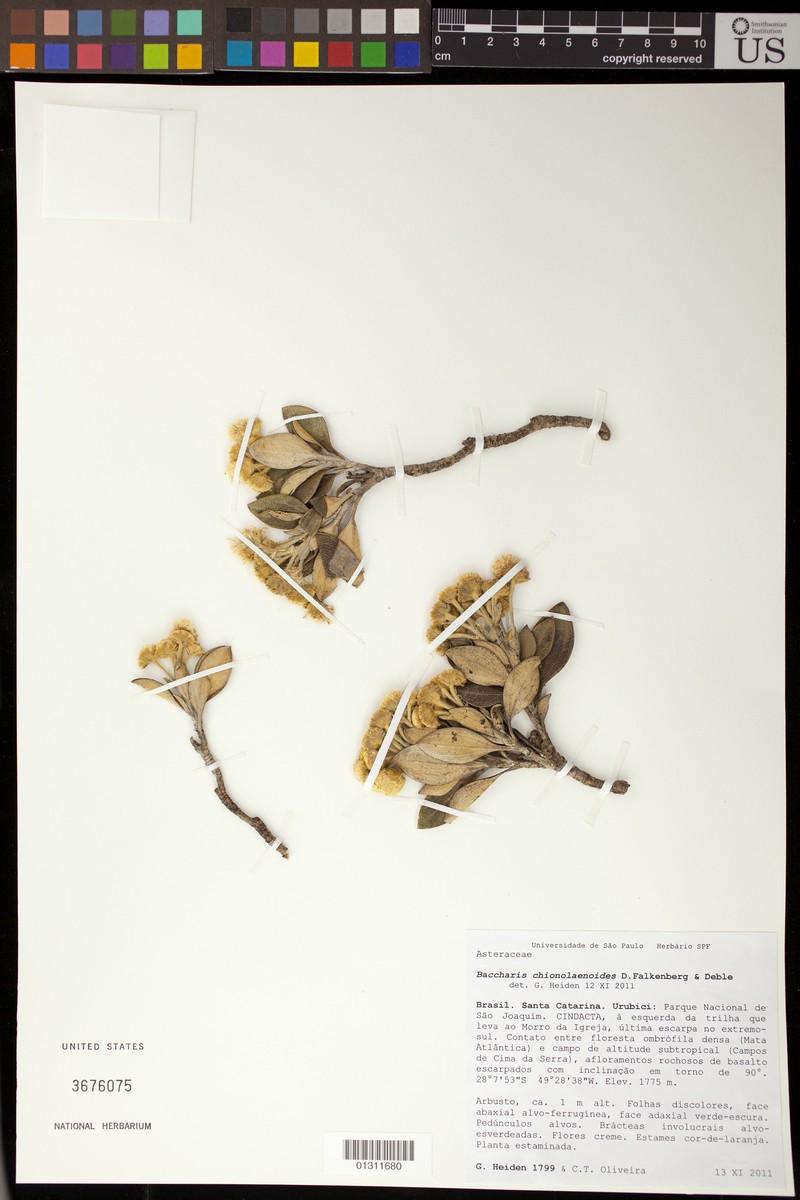 Baccharis chionolaenoides photo 3