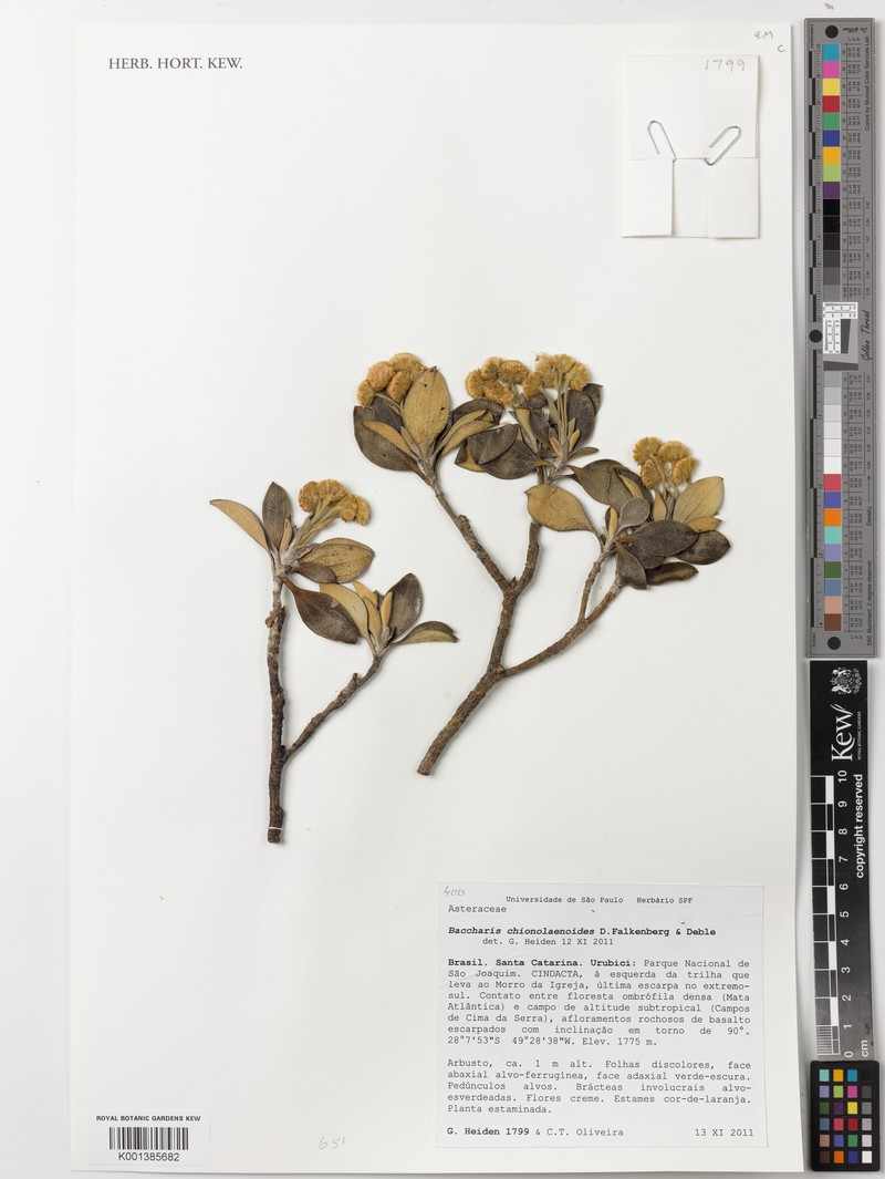 Baccharis chionolaenoides photo 4