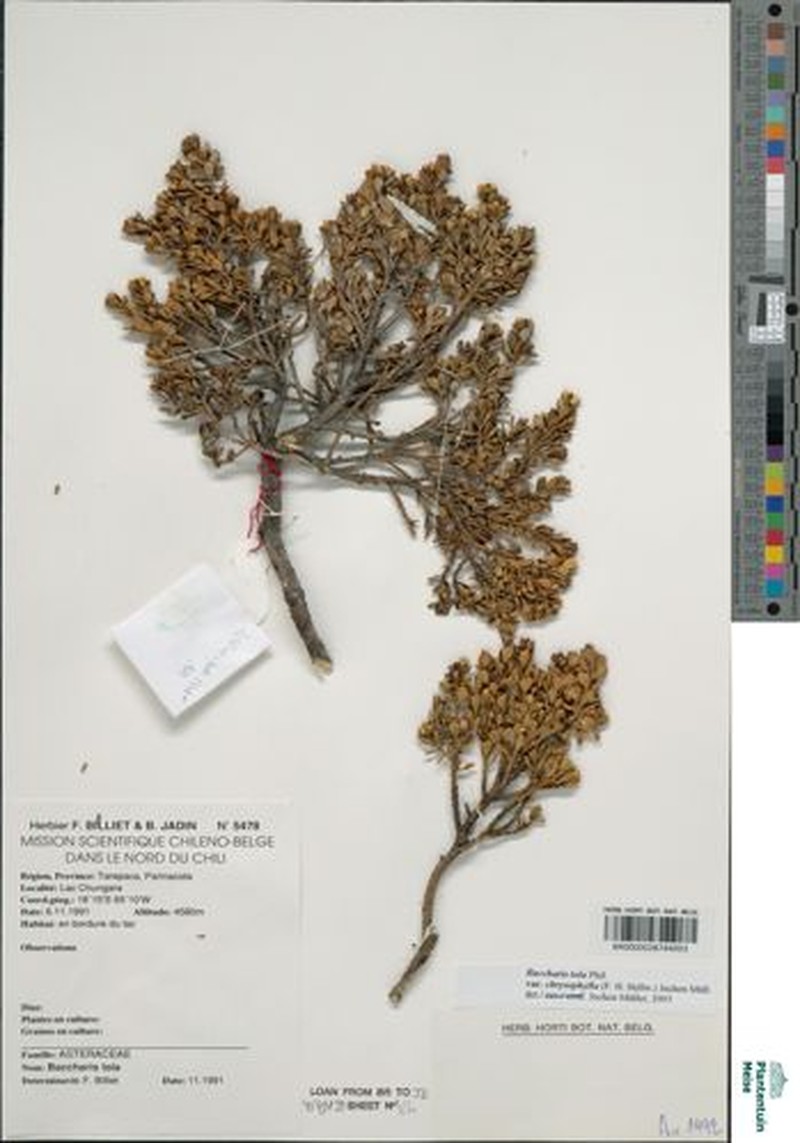 Baccharis chrysophylla
