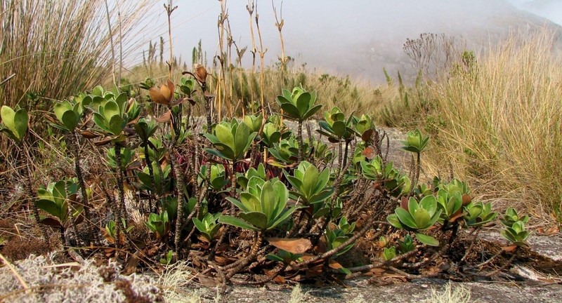 Baccharis ciliata