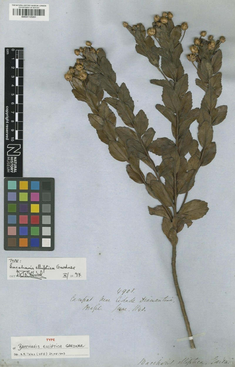 Baccharis ciliata photo 4