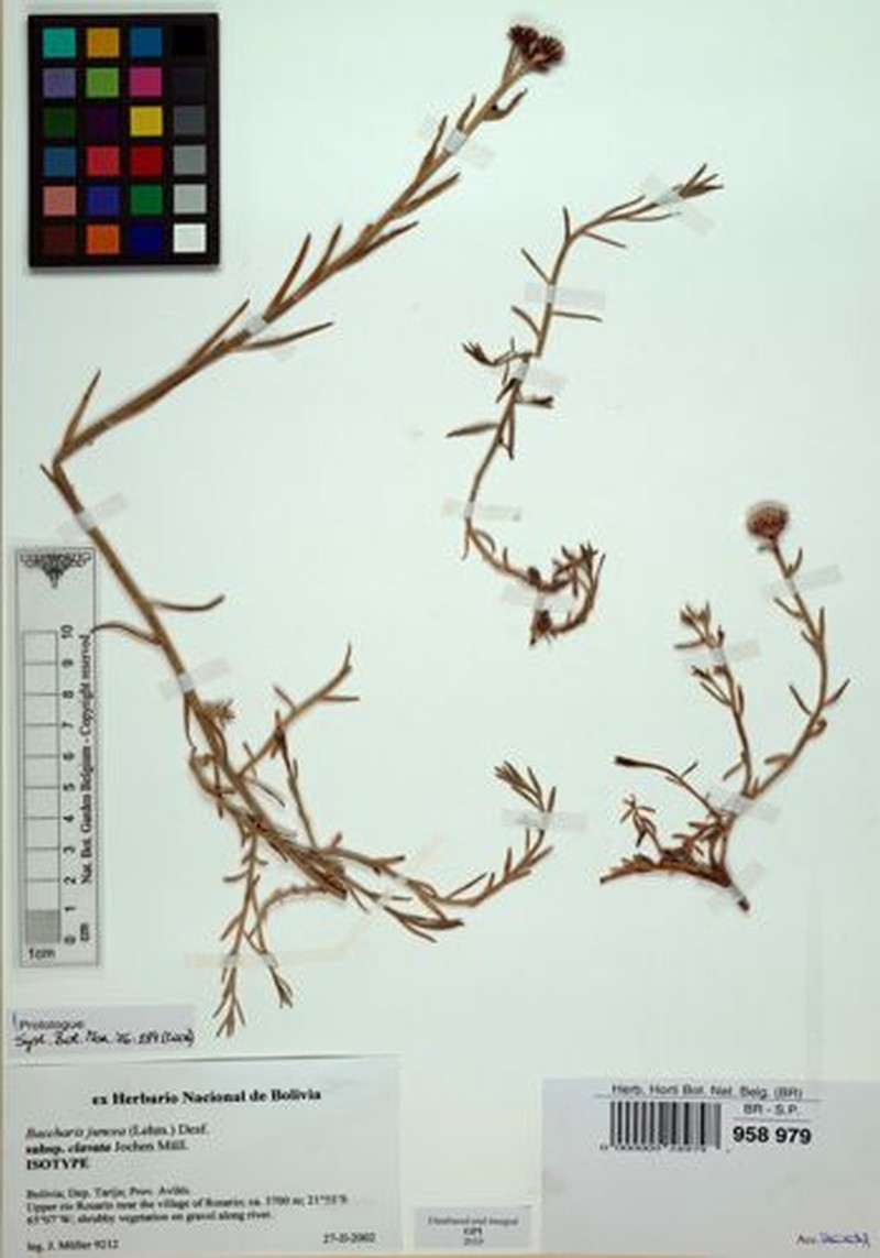 Baccharis clavata