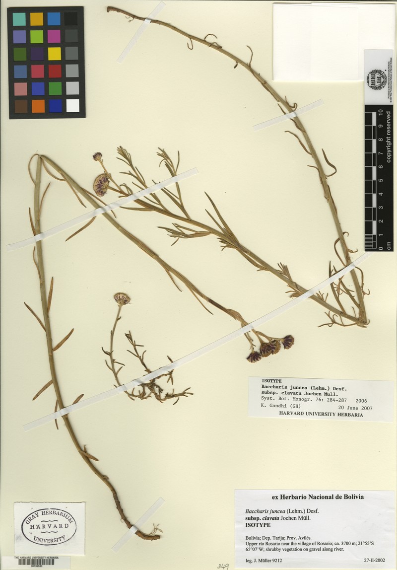 Baccharis clavata photo 2