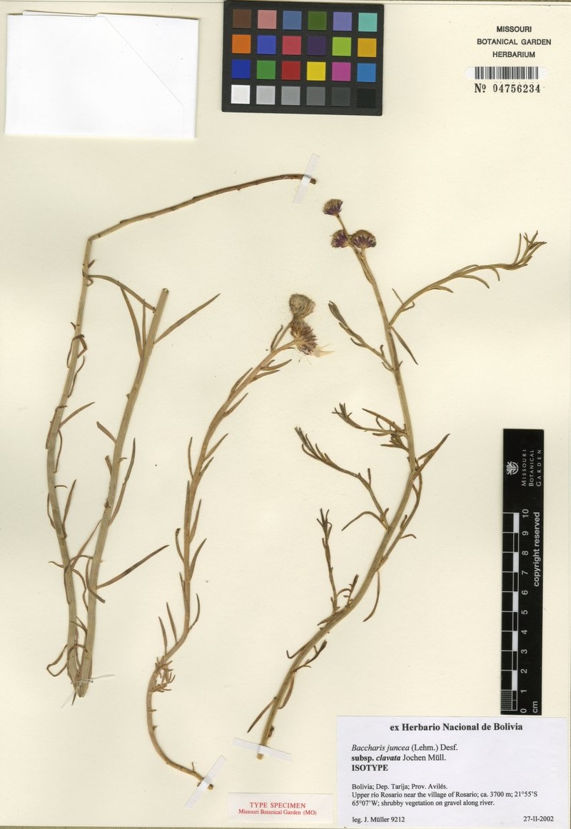 Baccharis clavata photo 3