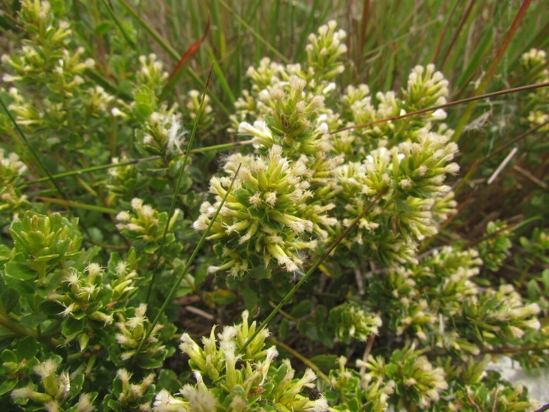 Baccharis cognata
