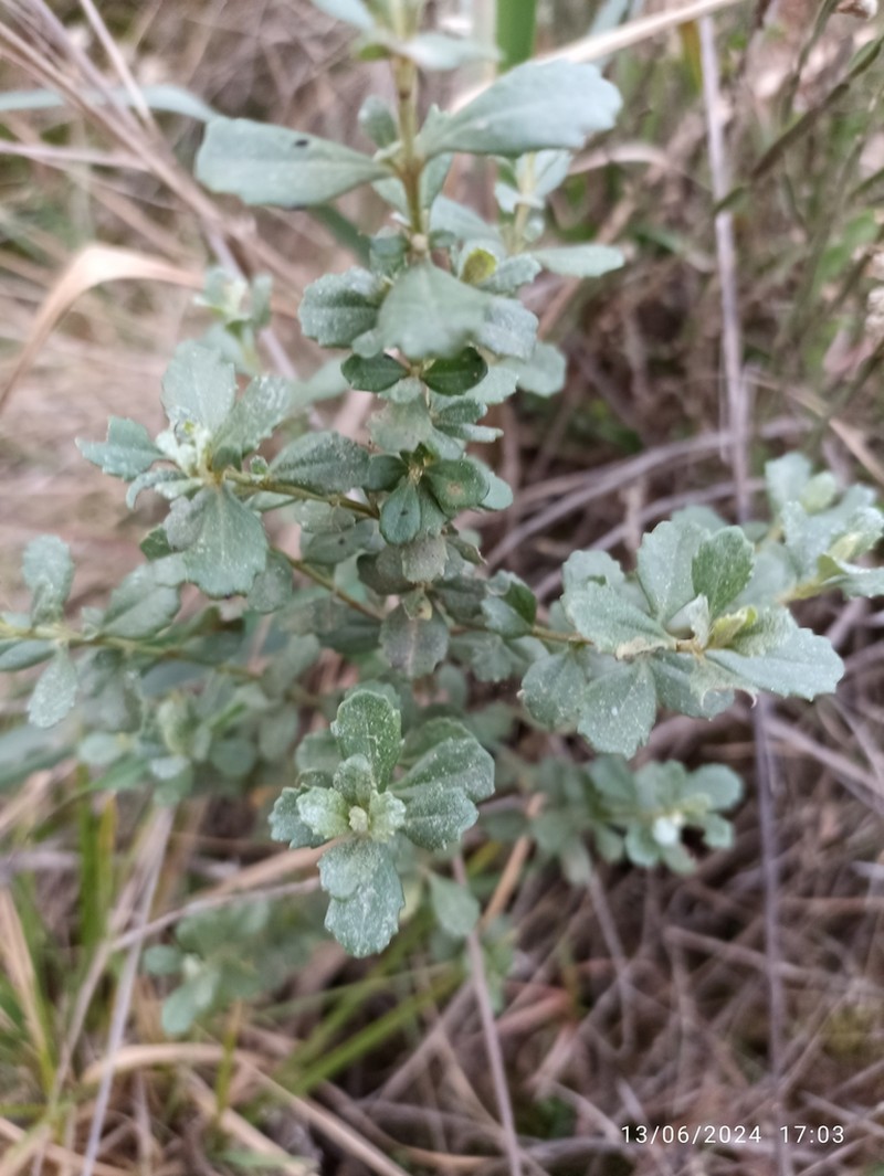 Baccharis cognata photo 2