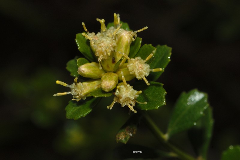 Baccharis cognata photo 3