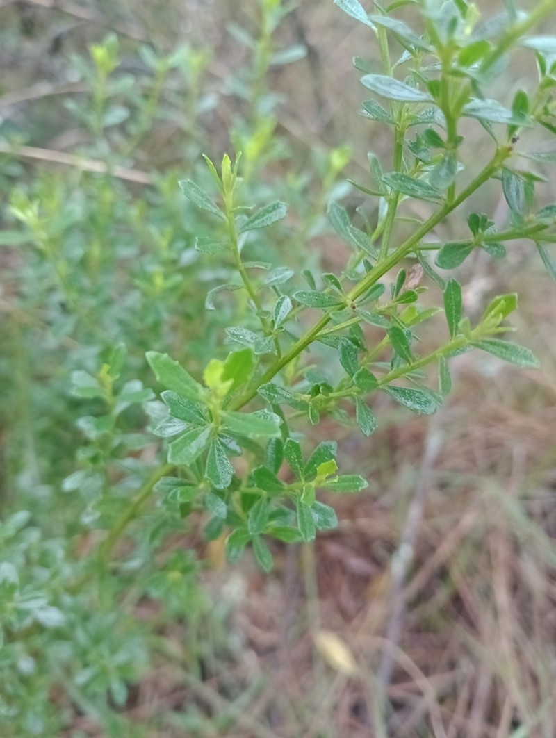 Baccharis cognata photo 4