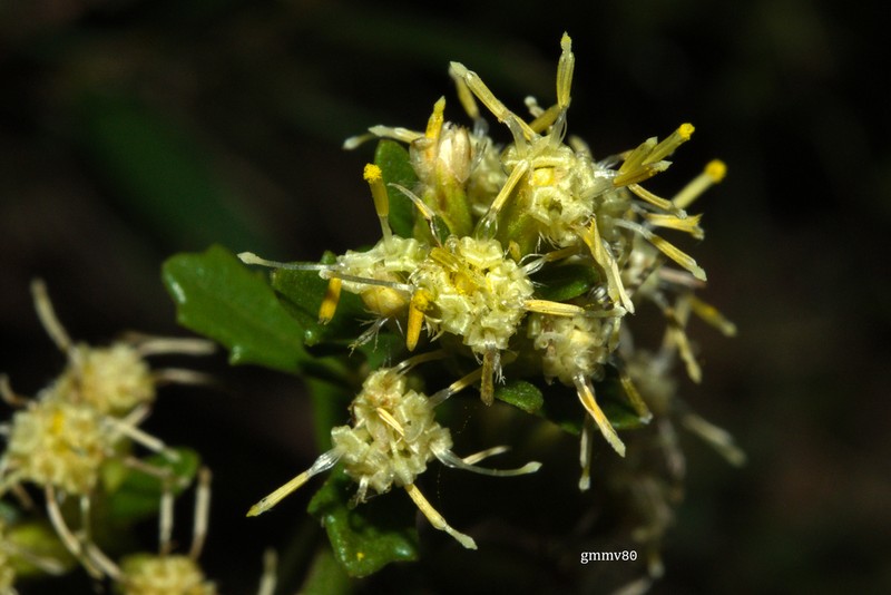 Baccharis cognata photo 5