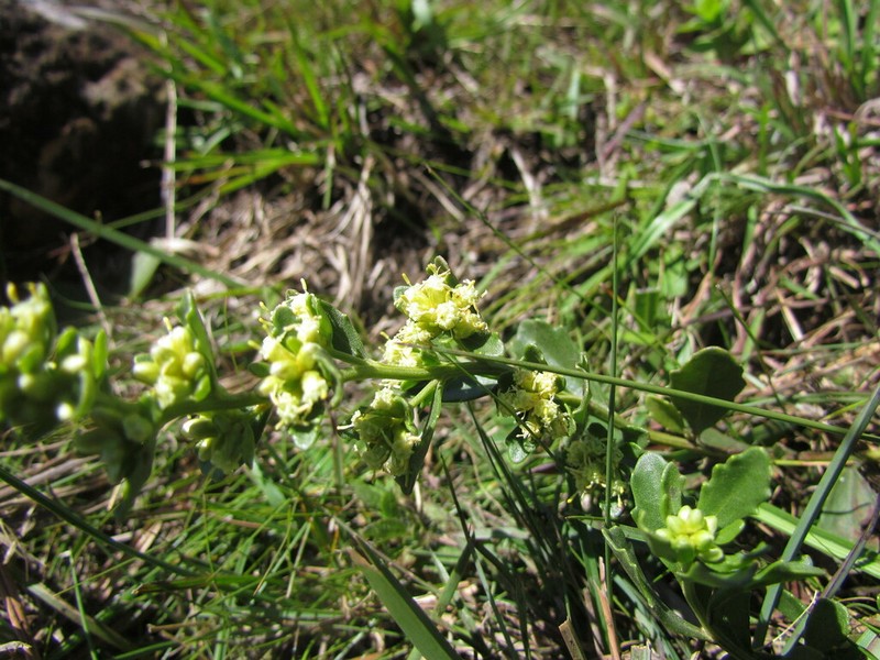 Baccharis cognata photo 6