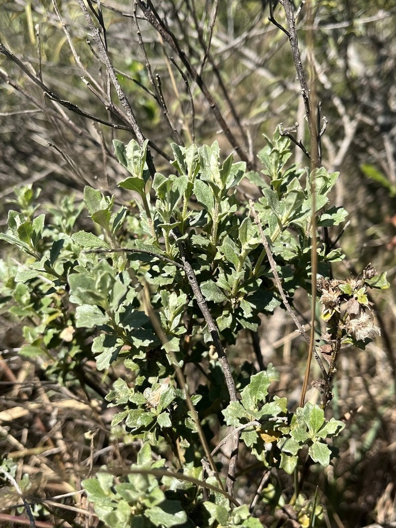 Baccharis cognata photo 7