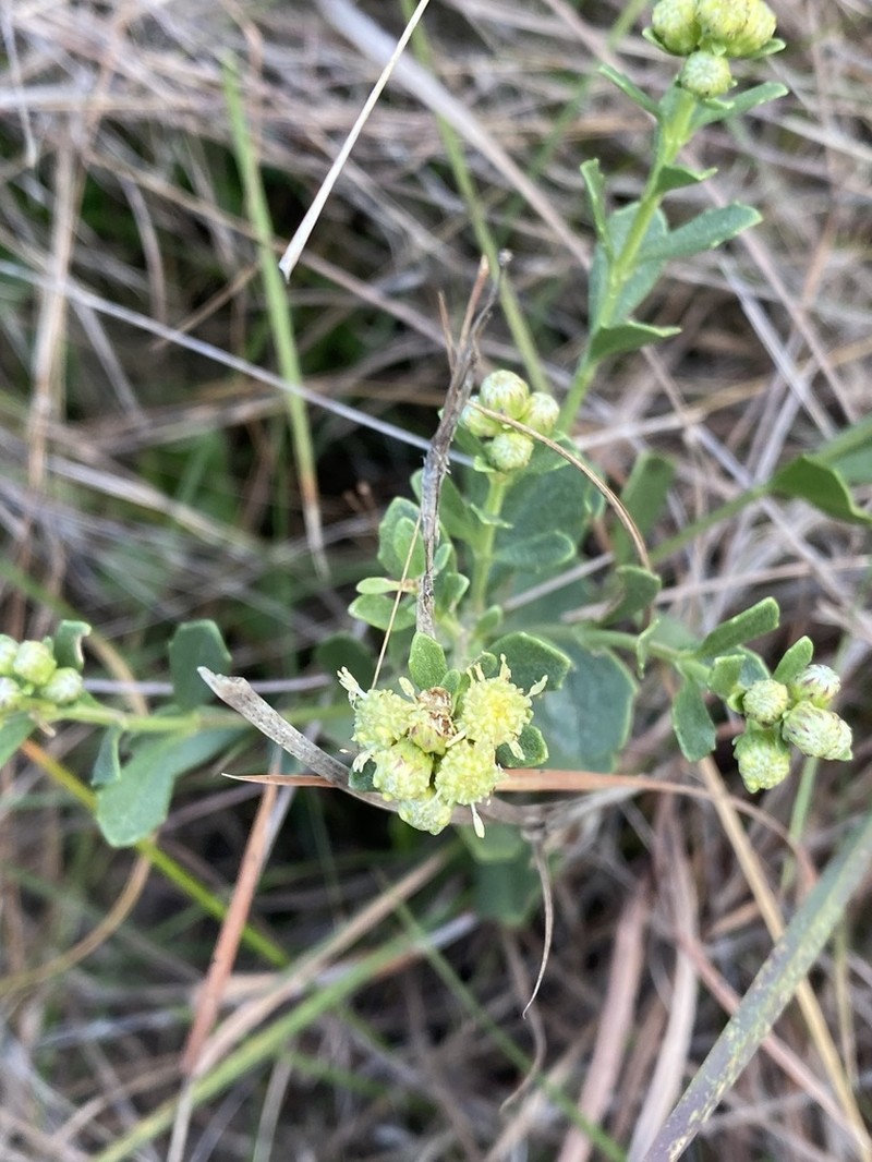 Baccharis cognata photo 8