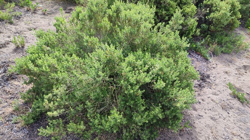 Baccharis concava