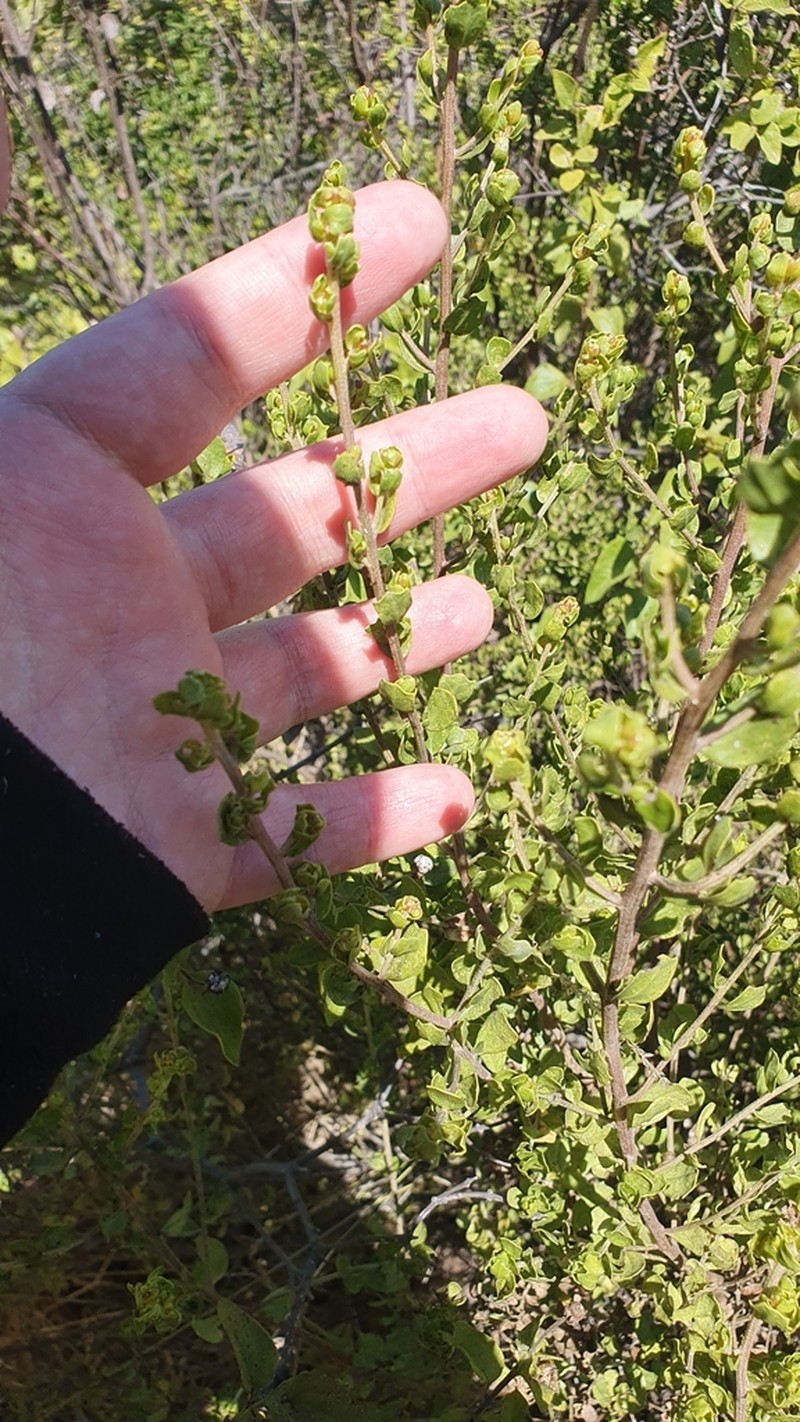 Baccharis concava photo 2