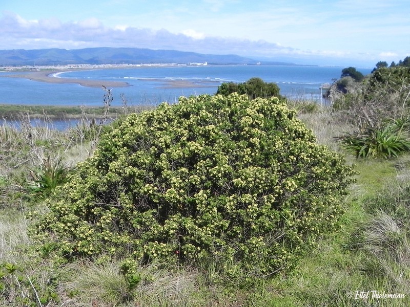 Baccharis concava photo 3