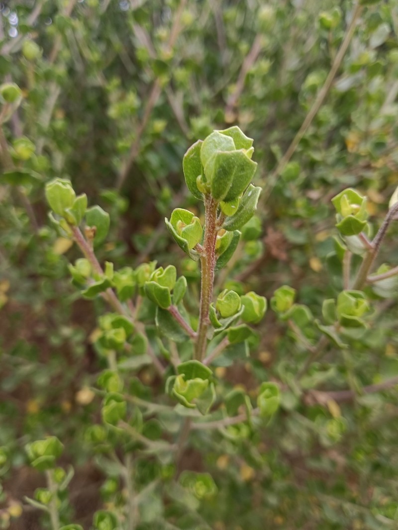 Baccharis concava photo 4
