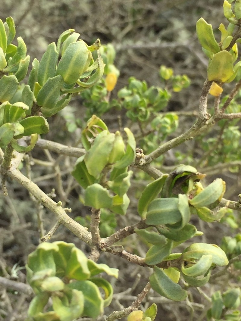 Baccharis concava photo 5