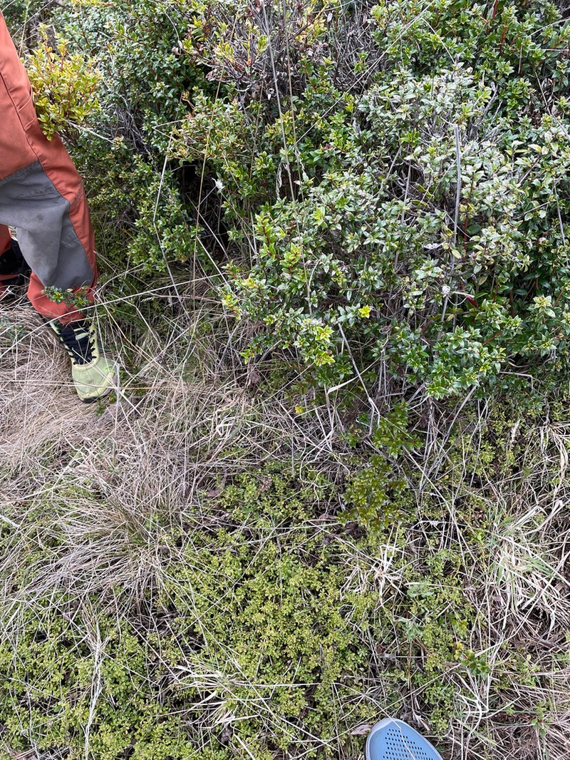Baccharis concava photo 6
