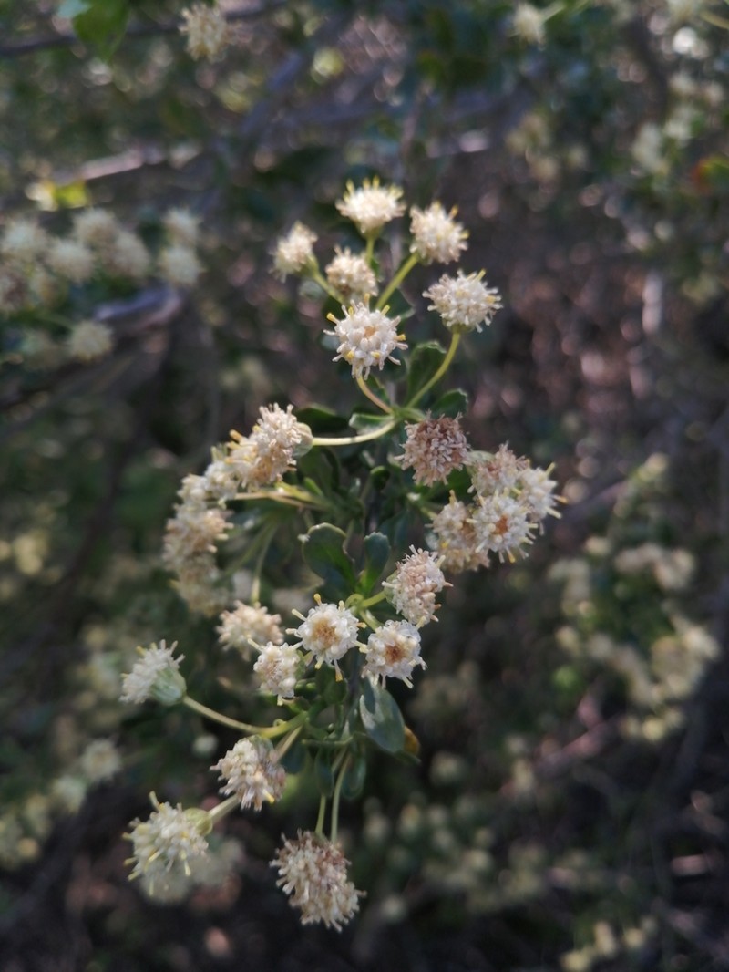 Baccharis concava photo 7
