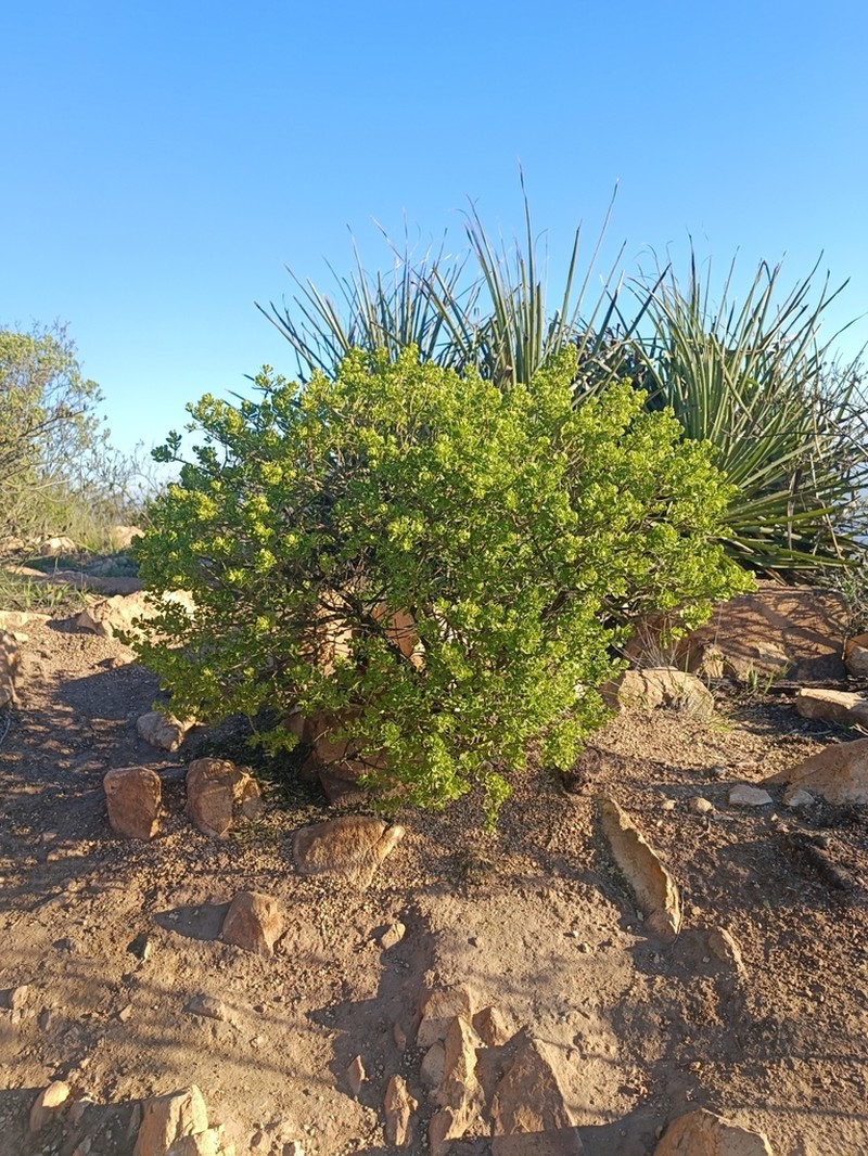 Baccharis concava photo 8