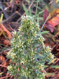Baccharis concinna