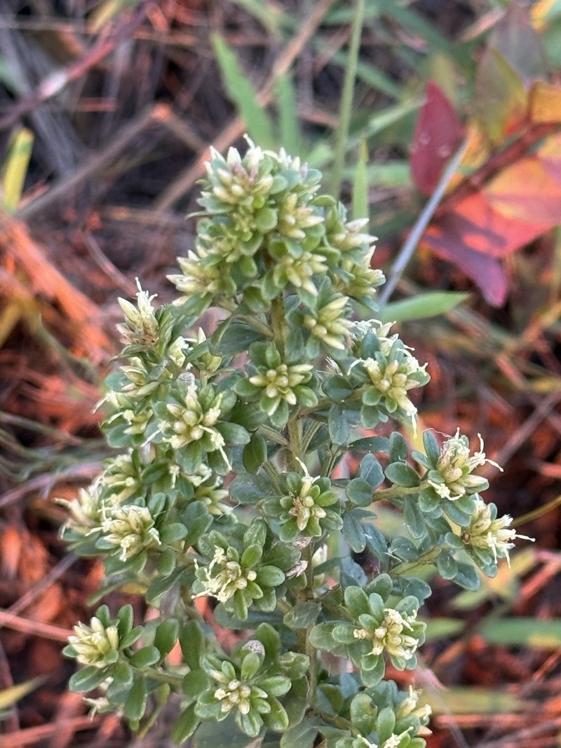 Baccharis concinna