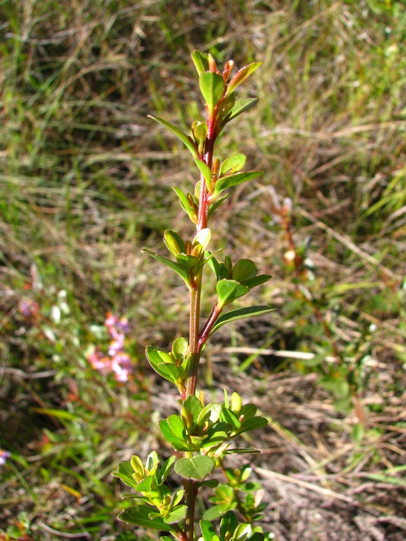 Baccharis concinna photo 4