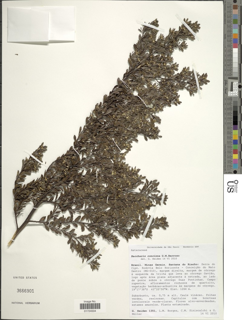 Baccharis concinna photo 5