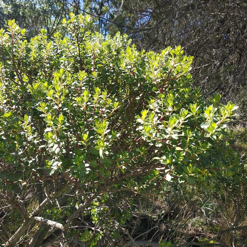 Baccharis conferta