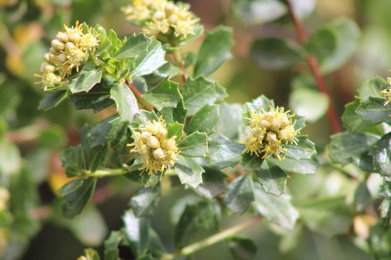 Baccharis conferta photo 2
