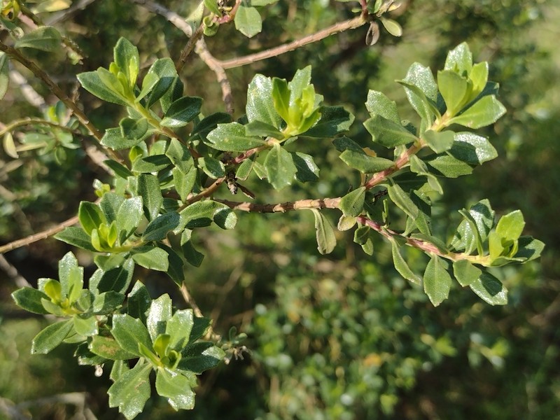 Baccharis conferta photo 3