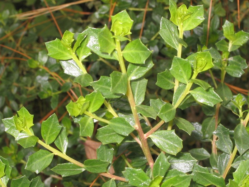 Baccharis conferta photo 4