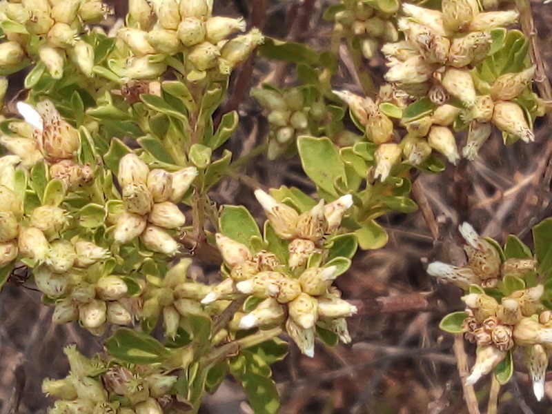 Baccharis conferta photo 5