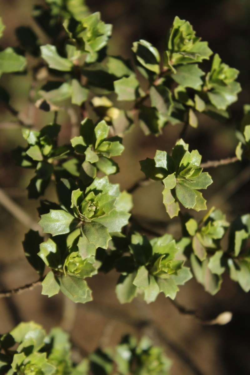 Baccharis conferta photo 6