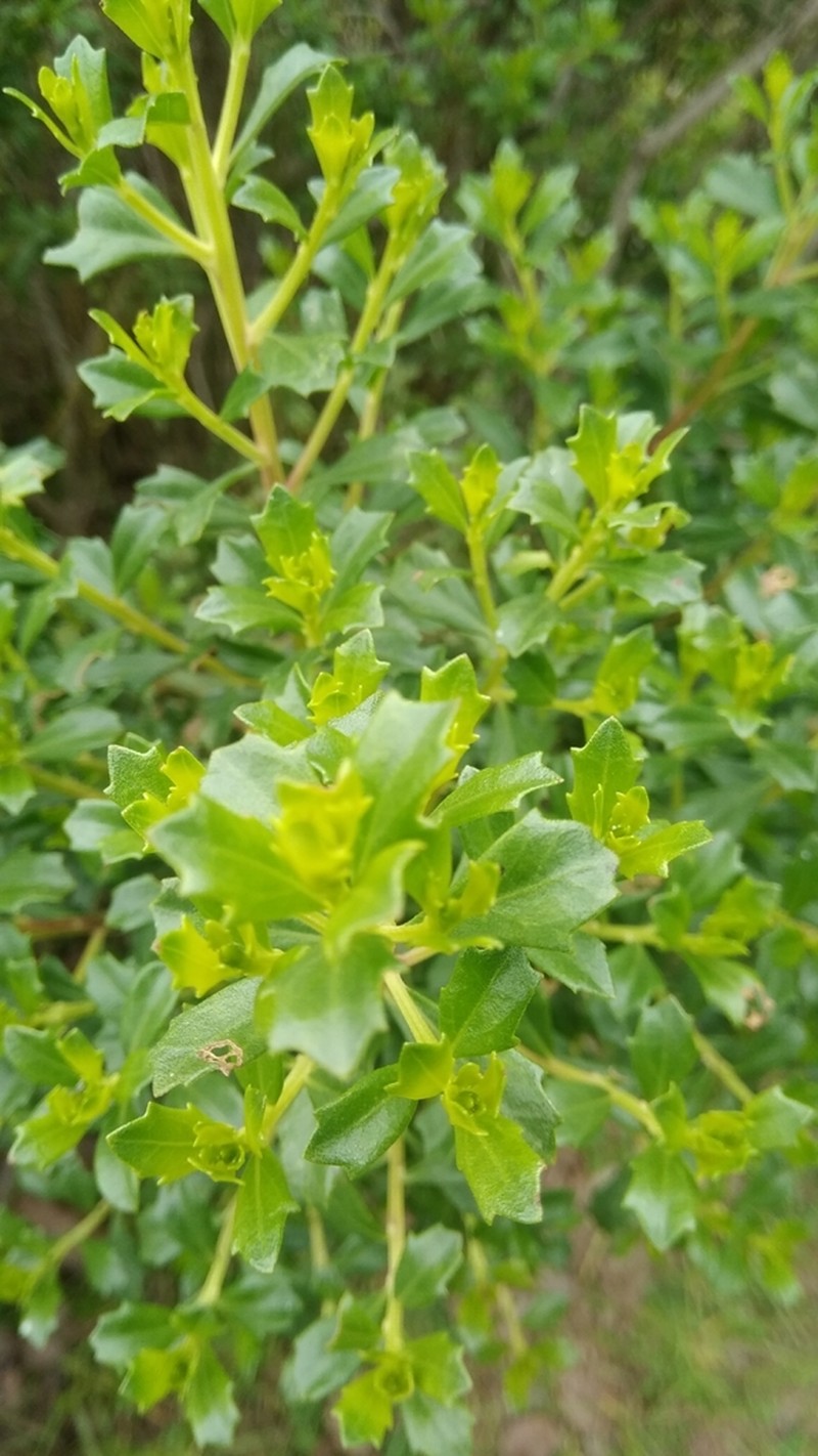 Baccharis conferta photo 7