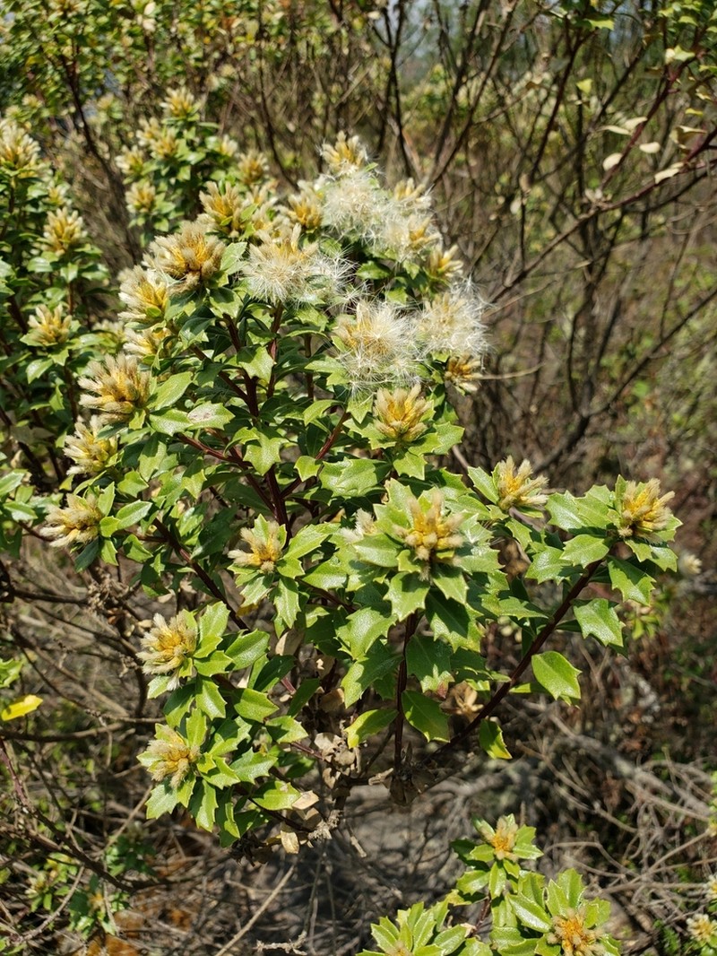 Baccharis conferta photo 8