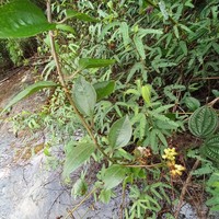 Baccharis conyzoides