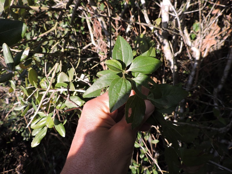 Baccharis conyzoides photo 2