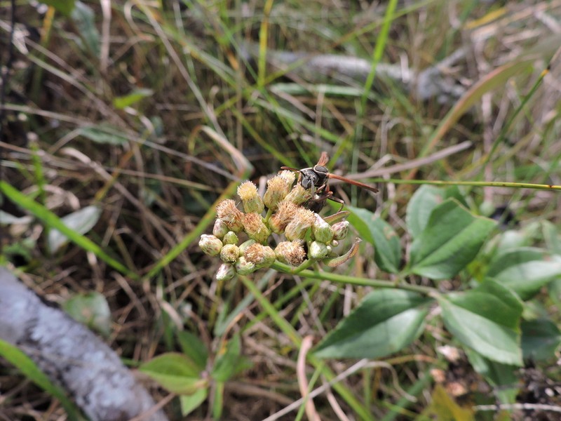 Baccharis conyzoides photo 3