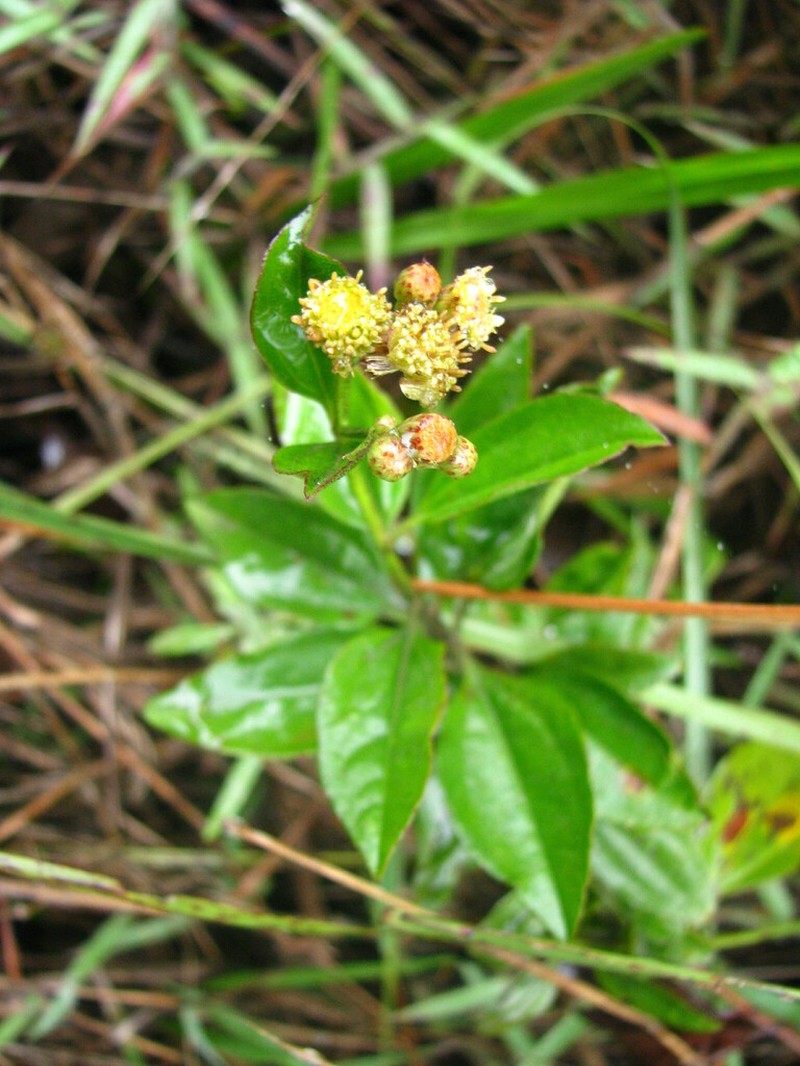 Baccharis conyzoides photo 4