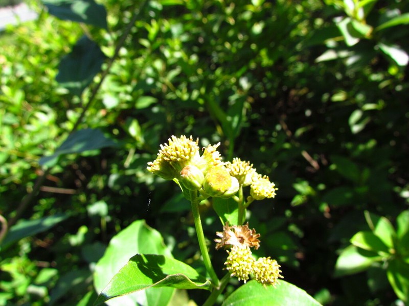Baccharis conyzoides photo 5