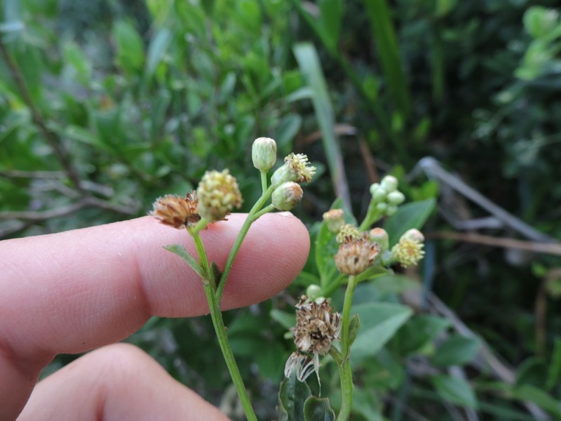 Baccharis conyzoides photo 6