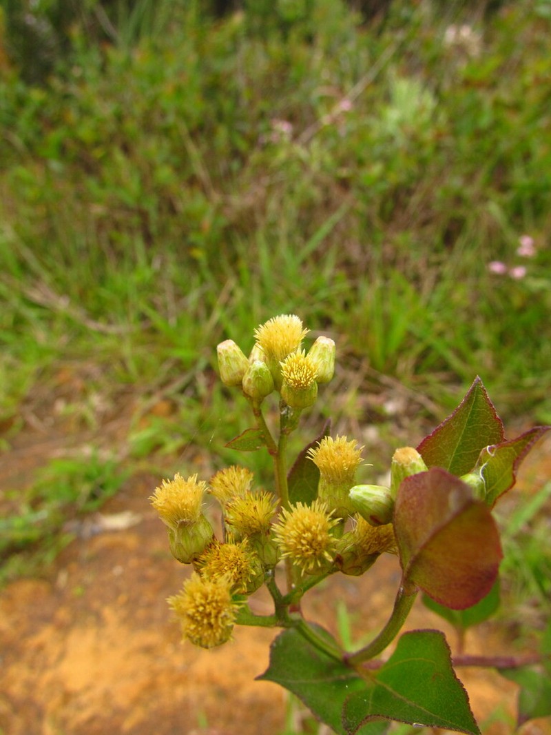 Baccharis conyzoides photo 7