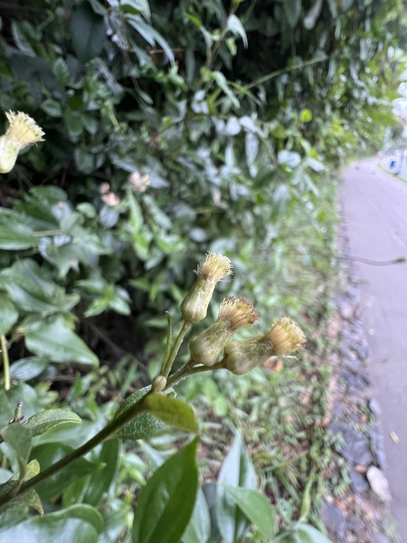 Baccharis conyzoides photo 8