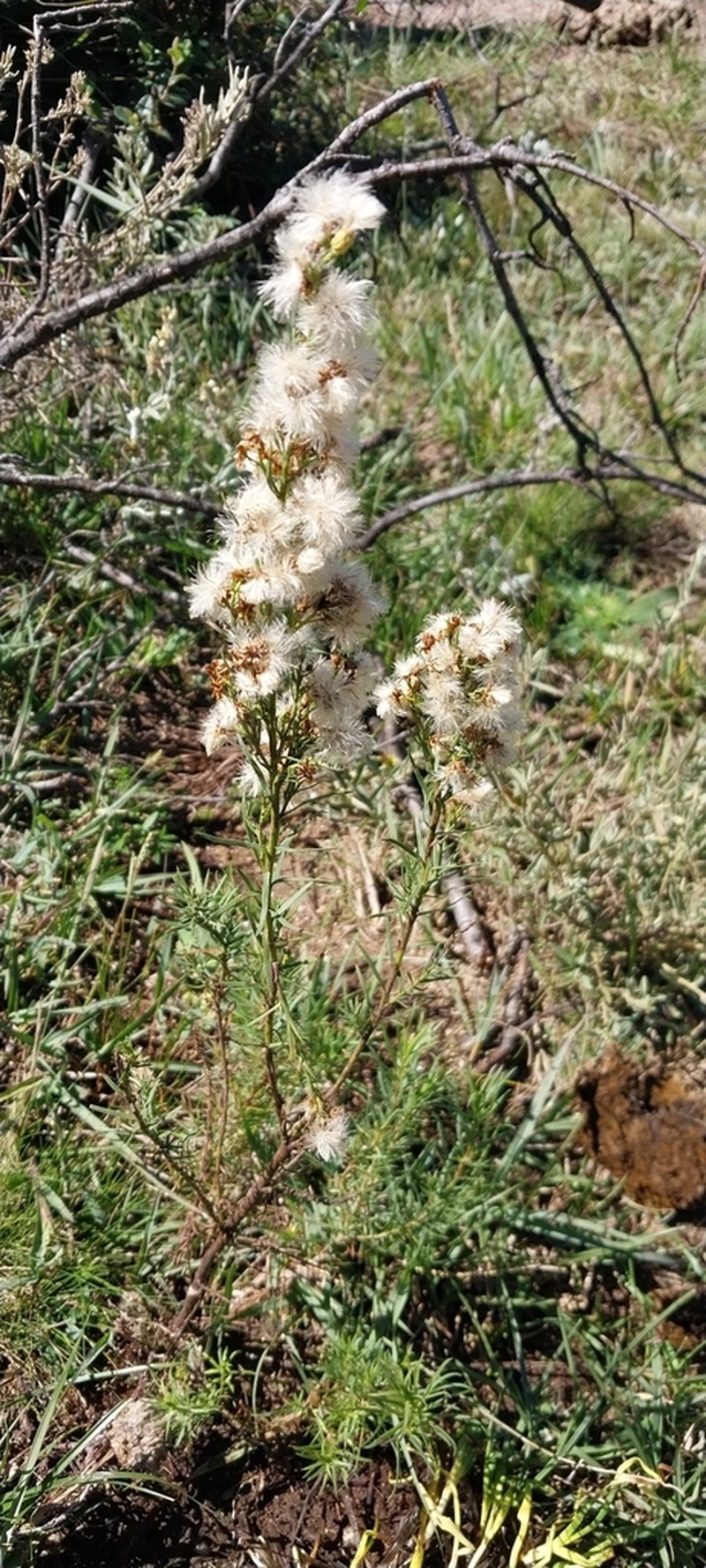Baccharis coridifolia