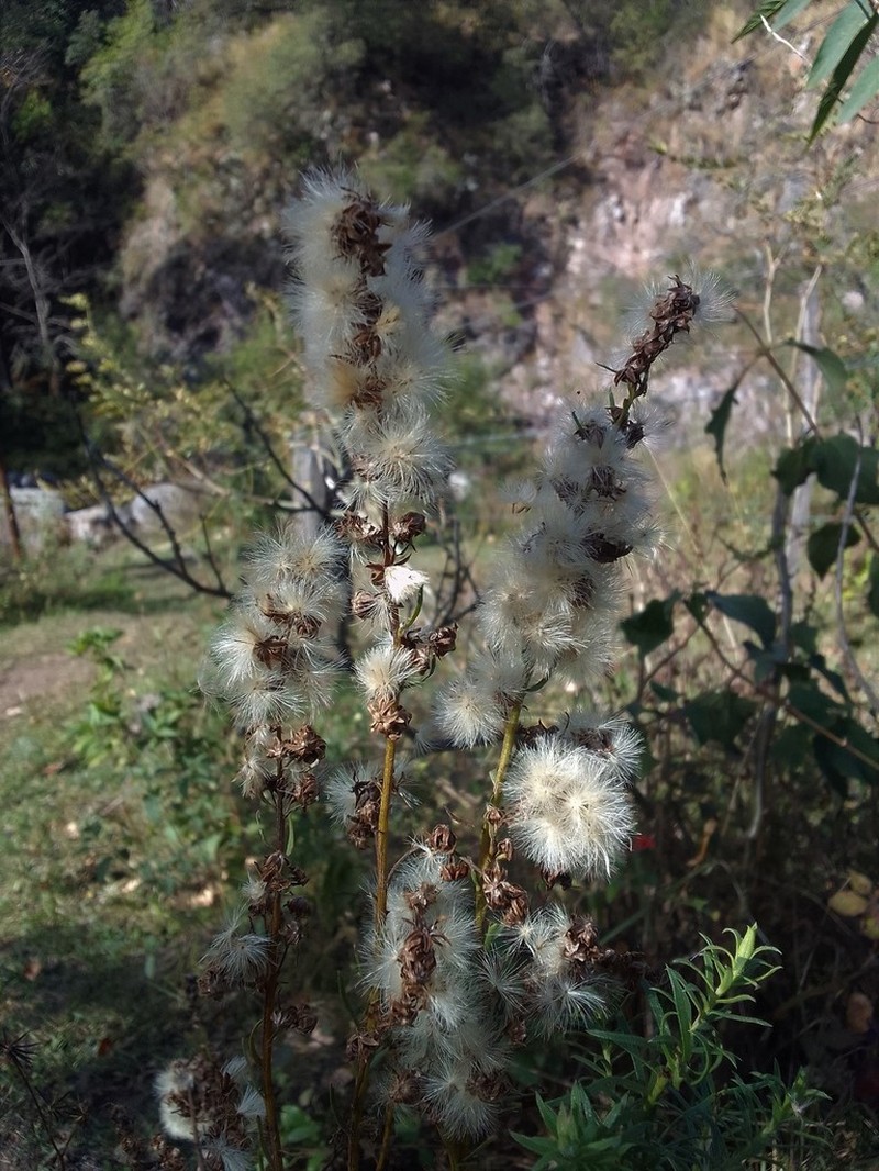 Baccharis coridifolia photo 2