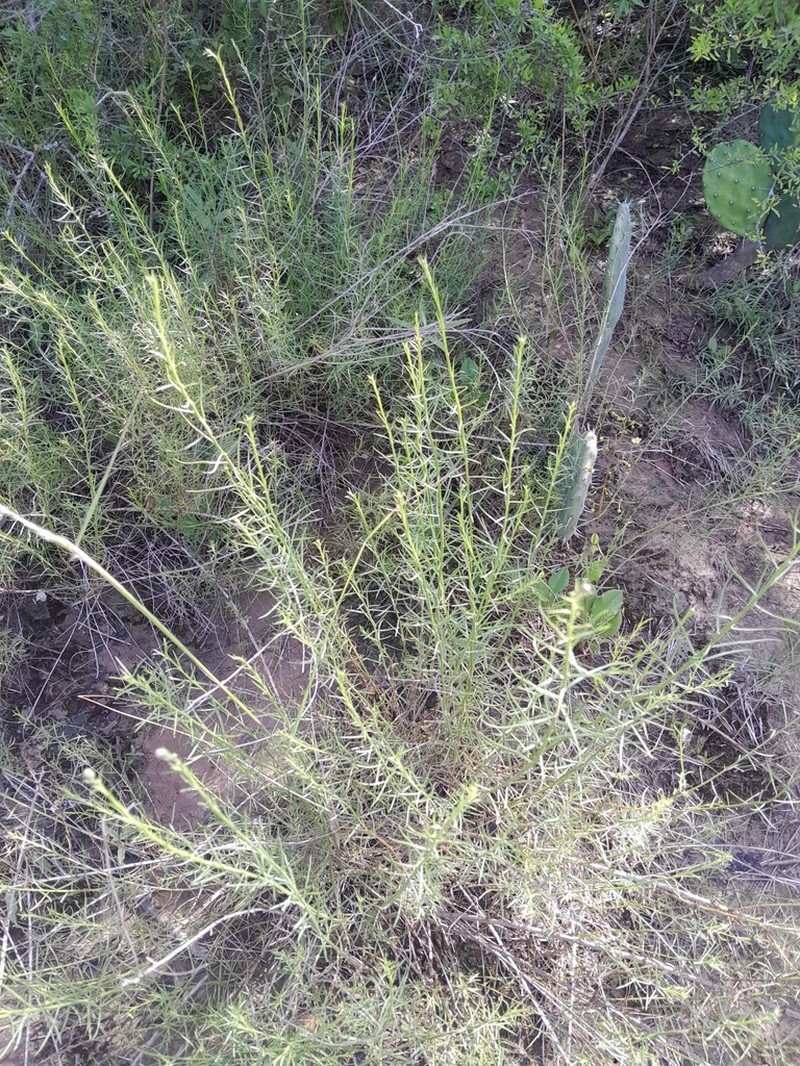 Baccharis coridifolia photo 3